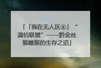 「我在无人区⑧」“温情联盟”——黔金丝猴雌猴的生存之道