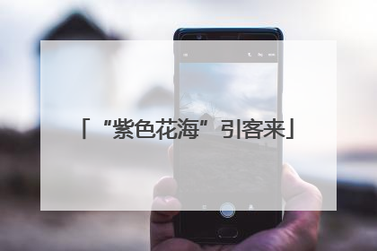 “紫色花海”引客来