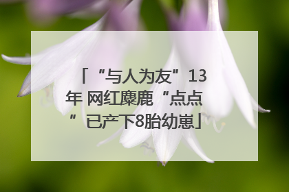 “与人为友”13年 网红麋鹿“点点”已产下8胎幼崽