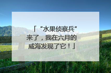 “水果侦察兵”来了，我在六月的威海发现了它！