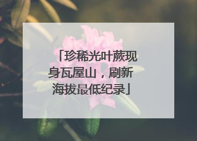 珍稀光叶蕨现身瓦屋山，刷新海拔最低纪录