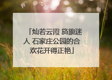 灿若云霞 旖旎迷人 石家庄公园的合欢花开得正艳