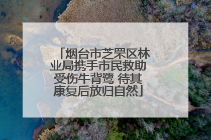 烟台市芝罘区林业局携手市民救助受伤牛背鹭 待其康复后放归自然