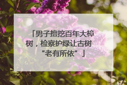 男子擅挖百年大樟树，检察护绿让古树“老有所依”