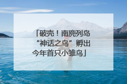 破壳！南麂列岛“神话之鸟”孵出今年首只小雏鸟