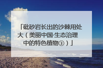 砒砂岩长出的沙棘用处大（美丽中国·生态治理中的特色植物③）