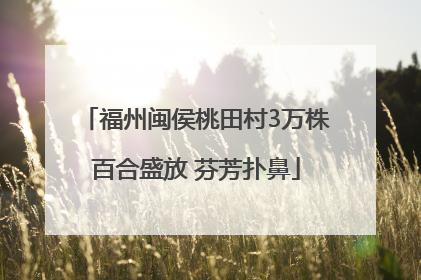 福州闽侯桃田村3万株百合盛放 芬芳扑鼻