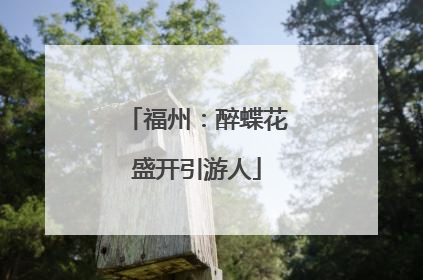 福州：醉蝶花盛开引游人