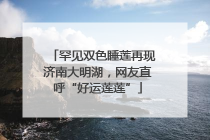 罕见双色睡莲再现济南大明湖，网友直呼“好运莲莲”