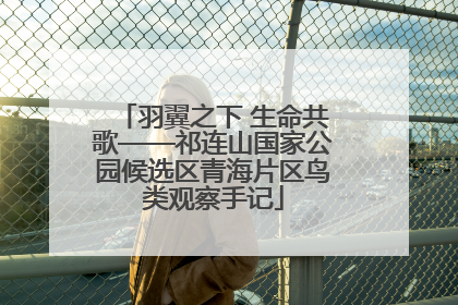 羽翼之下 生命共歌——祁连山国家公园候选区青海片区鸟类观察手记