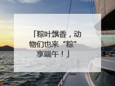 粽叶飘香，动物们也来“粽”享端午！
