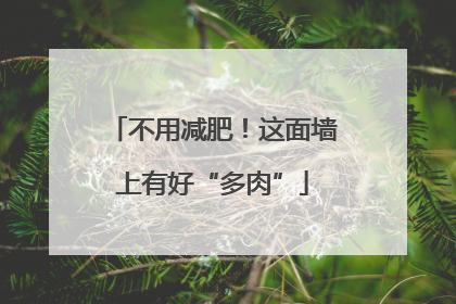 不用减肥！这面墙上有好“多肉”