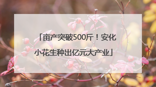 亩产突破500斤！安化小花生种出亿元大产业