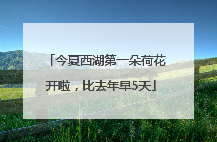 今夏西湖第一朵荷花开啦，比去年早5天