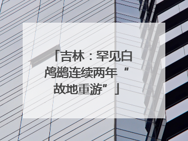 吉林：罕见白鸬鹚连续两年“故地重游”