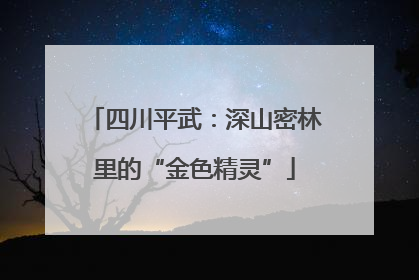 四川平武：深山密林里的“金色精灵”
