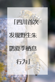 四川首次发现野生朱鹮夏季栖息行为