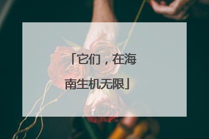 它们，在海南生机无限