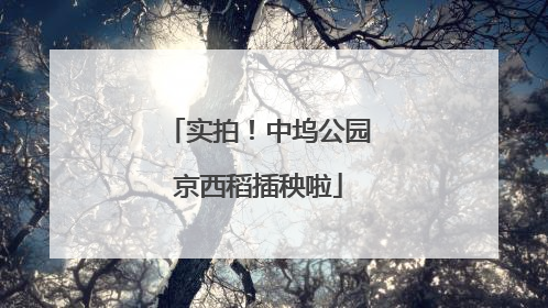 实拍！中坞公园京西稻插秧啦