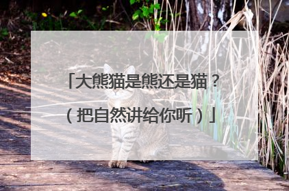 大熊猫是熊还是猫？（把自然讲给你听）