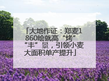 大地作证：郑麦1860绘就高“烤”“丰”景，引领小麦大面积单产提升