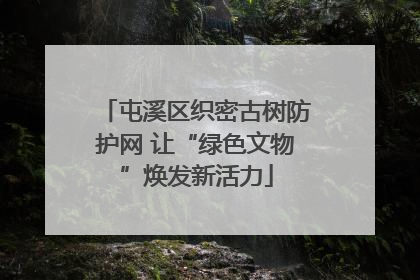 屯溪区织密古树防护网 让“绿色文物”焕发新活力