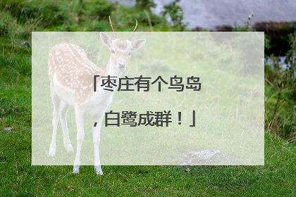 枣庄有个鸟岛，白鹭成群！
