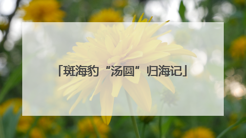 斑海豹“汤圆”归海记