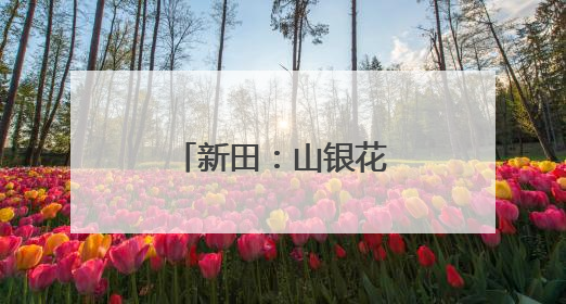 新田：山银花绽放致富路 产业兴旺促振兴