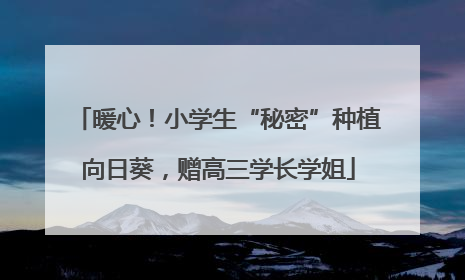 暖心！小学生“秘密”种植向日葵，赠高三学长学姐