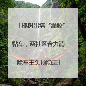 槐树出墙“滴胶”黏车，两社区合力消除车主头顶隐患