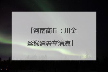 河南商丘：川金丝猴消暑享清凉