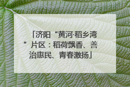 济阳“黄河·稻乡湾”片区：稻荷飘香、善治惠民、青春激扬