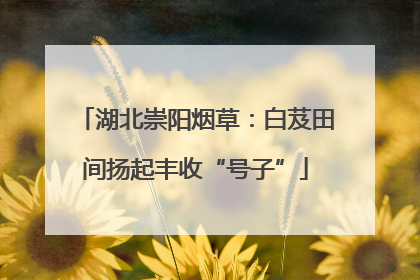 湖北崇阳烟草：白芨田间扬起丰收“号子”