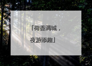 荷香满城，夜游添趣