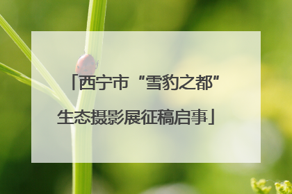 西宁市“雪豹之都”生态摄影展征稿启事