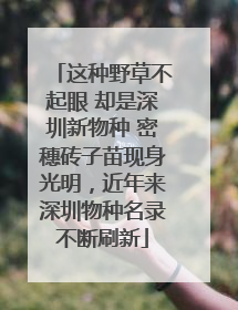 这种野草不起眼 却是深圳新物种 密穗砖子苗现身光明，近年来深圳物种名录不断刷新
