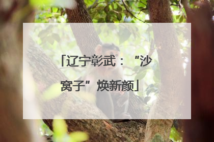 辽宁彰武：“沙窝子”焕新颜