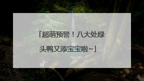 超萌预警！八大处绿头鸭又添宝宝啦~
