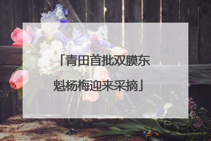 青田首批双膜东魁杨梅迎来采摘