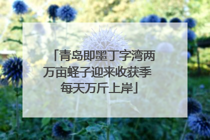 青岛即墨丁字湾两万亩蛏子迎来收获季 每天万斤上岸