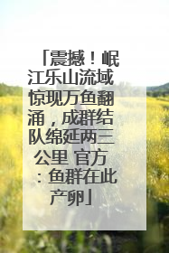 震撼！岷江乐山流域惊现万鱼翻涌，成群结队绵延两三公里 官方：鱼群在此产卵